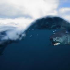 shortfin mako shark, Isurus oxyrinchus, off Cape Point, South Africa, Atlantic Ocean